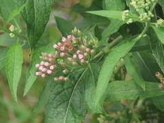 Augochlora pura