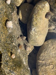 Clibanarius erythropus