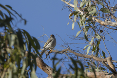 Manorina melanocephala