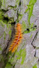Acronicta aceris