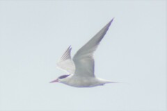 Sterna hirundo