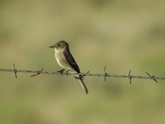 Empidonax occidentalis