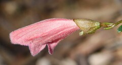 Prostanthera semiteres