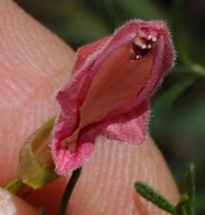 Prostanthera semiteres