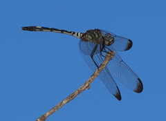 Dythemis velox