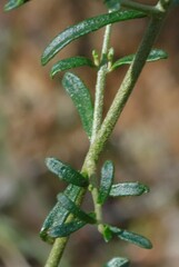 Prostanthera semiteres