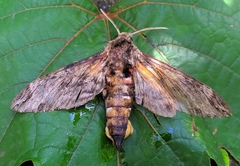 Agrius convolvuli