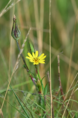 Tragopogon pratensis