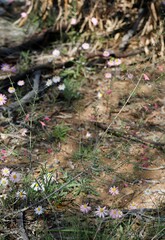 Prostanthera semiteres