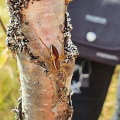Dolomedes fimbriatus
