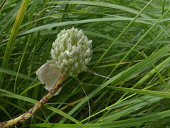 Allium porrum