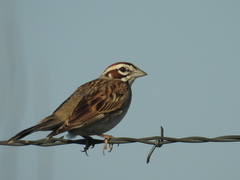 Chondestes grammacus