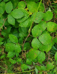 Rubus tuberculatus