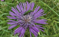 Oedemera nobilis