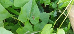 Homoeoxipha lycoides
