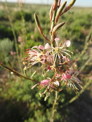 Oenothera cinerea