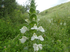 Bellardia trixago
