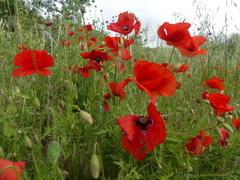 Papaver rhoeas