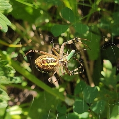 Argiope bruennichi