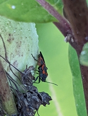 Lygaeus kalmii