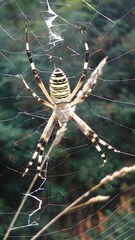Argiope bruennichi