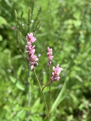 Persicaria