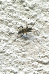 Beosus maritimus