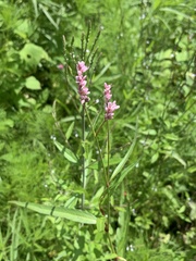 Persicaria
