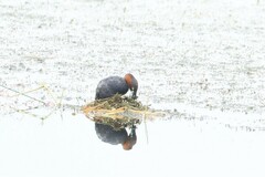 Tachybaptus ruficollis