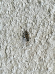 Beosus maritimus