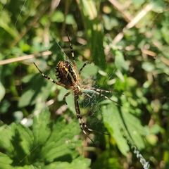 Argiope bruennichi