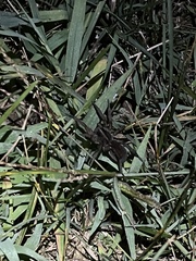 Lycosoidea