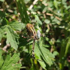 Argiope bruennichi
