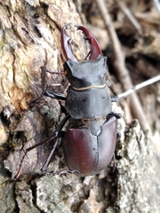 Lucanus cervus