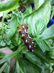Acronicta rumicis