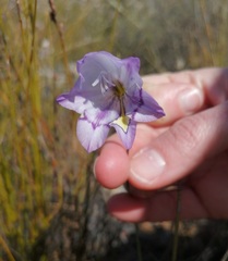Gladiolus inflatus