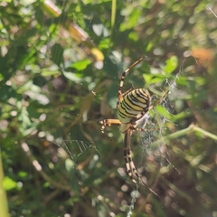 Argiope bruennichi