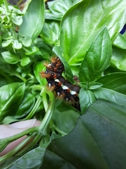 Acronicta rumicis