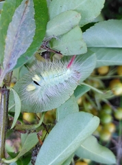 Calliteara pudibunda