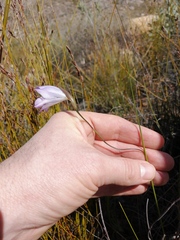 Gladiolus inflatus