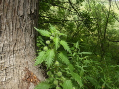 Urtica pilulifera