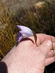 Gladiolus inflatus