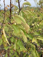 Cerasus