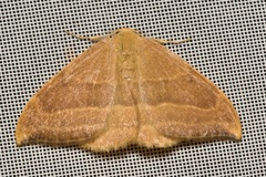 Watsonalla cultraria
