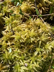 Sphagnum palustre