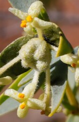 Pimelea microcephala