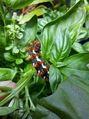 Acronicta rumicis