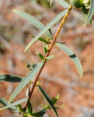 Pimelea microcephala