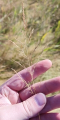 Agrostis