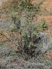 Pimelea microcephala